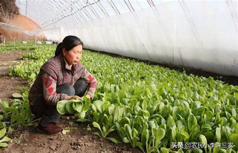 小白菜生長週期|小白菜生長週期多少天